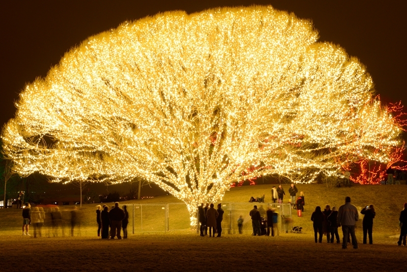 Arbre représentant l'arbre de vie, Utah, USA Photo LdsLiving