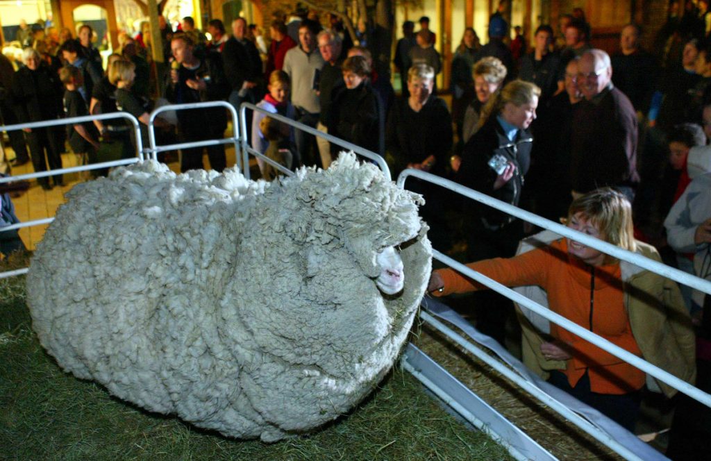le mouton shrek retrouvé