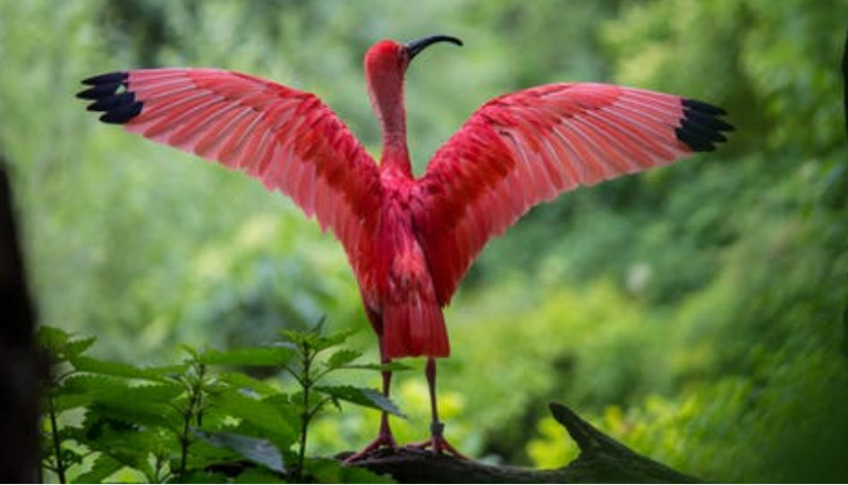 un flmand rose étendant ses ailes: comment l'intendance de la terre doit être une priorité