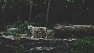 Ce que les Écritures disent sur les animaux — et pourquoi ça nous concerne