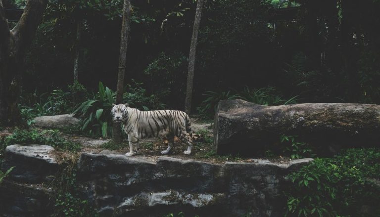 Priscilla Lim Unsplash Tigre blanc