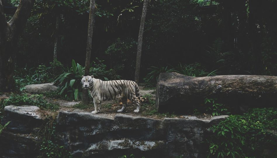 Priscilla Lim Unsplash Tigre blanc